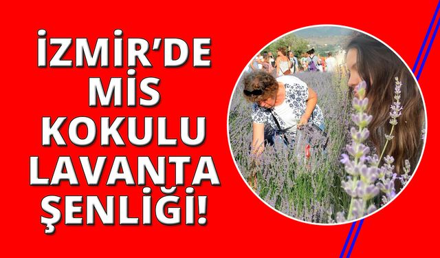 İzmir'de mis kokulu lavanta şenliği başlıyor