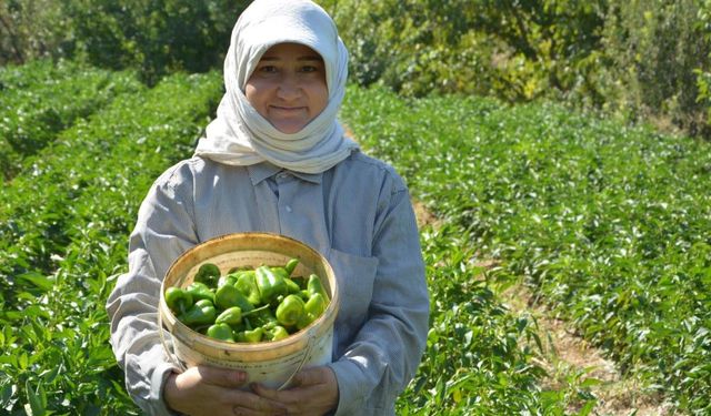 Turşuluk kardolua biber çeşidinin ilk hasadı yapıldı