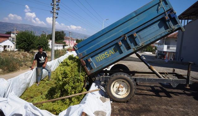 Manisa'da sumalık üzüm alımlarına başlandı