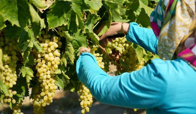 Erken hasat kuru üzümde kilogram kaybına neden oluyor