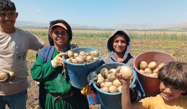 Kışlık 'agria' cinci patateste hasat başladı