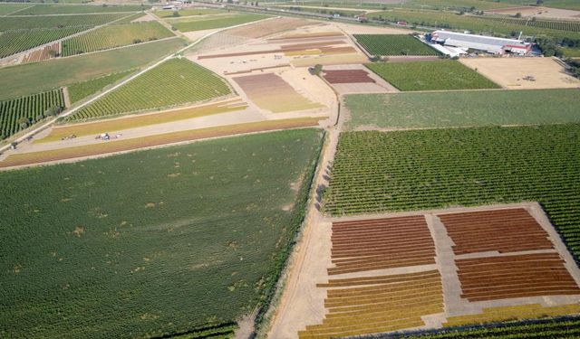 Manisa ovalarında renk cümbüşü