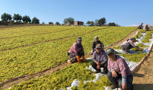 Sumalık üzümde fiyat düştü üreticiler kurutmaya yöneldi