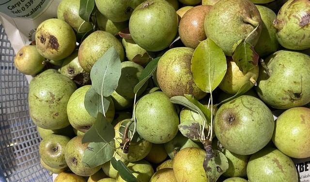 Yabani ağaçlarda yapılan aşılama meyve verimini artırdı