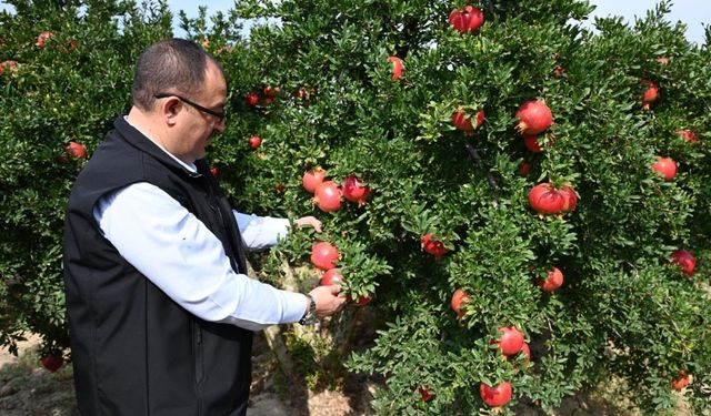 Denizli'de bu yıl 50 bin tonun üzerinde nar hasadı bekleniyor