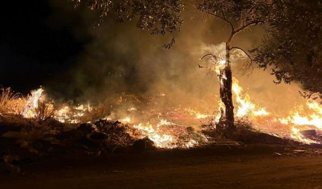 Edremit'te zeytinlik alanda yangın