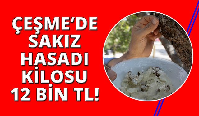 Çeşme'de mis kokulu sakızların hasadı yapılıyor: Kilogramı 12 bin TL