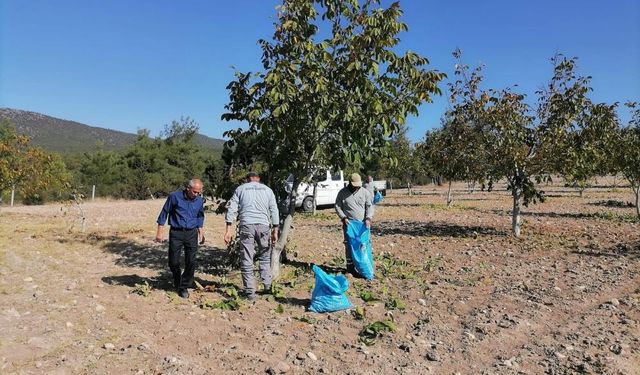 Bozkurt'ta belediyenin ceviz bahçesinde ilk hasat yapıldı