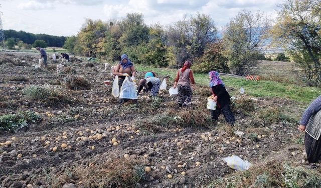 Patates arpa ve buğdaydan daha karlı