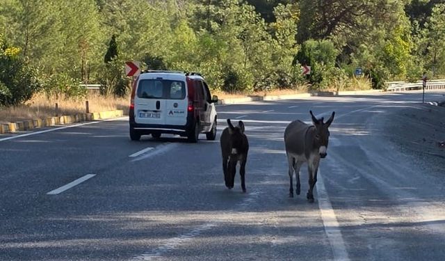 Marmaris’te trafikte eşek tehlikesi