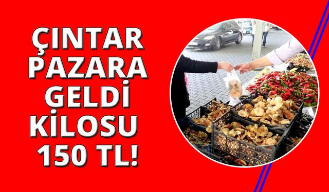 Çıntar mantarı tezgahlarında yerini aldı