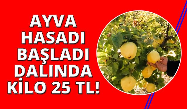 Hasadı başlayan ayva, üreticisinin yüzünü güldürdü