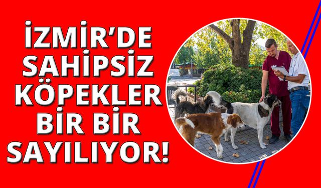 İzmir’de sahipsiz köpeklerin sayımı başladı