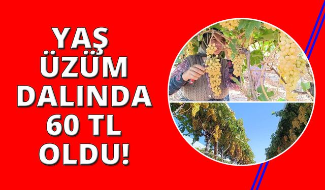 Manisa'da yaş üzüm 60 TL'yi gördü