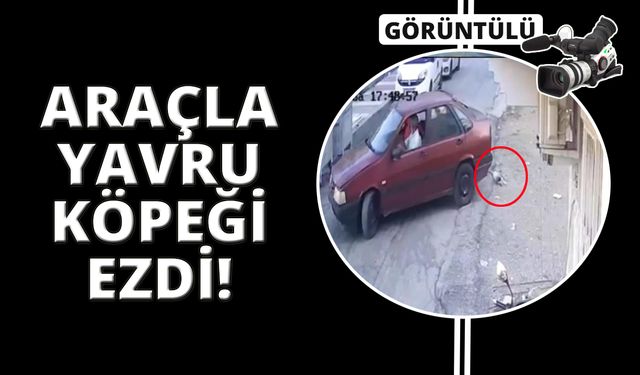 Arabasıyla köpeğin üzerinden geçen adam gözaltına alındı