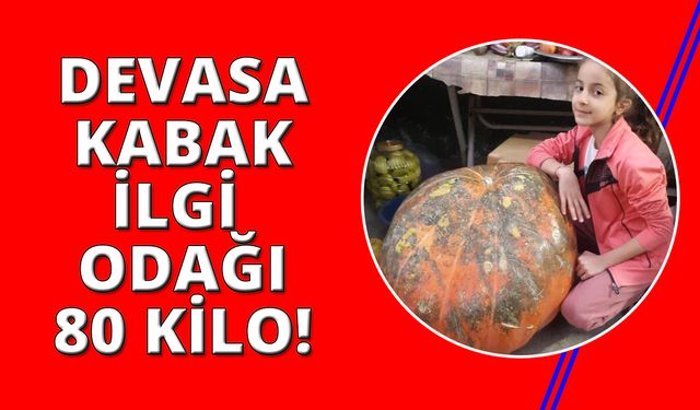 Manisa'da yetiştirilen bu kabak tam 80 kilo!