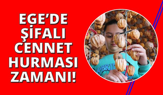 Şifalı cennet hurması için kurutma işlemleri başladı