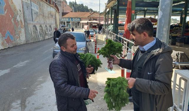 Kendiliğinden yetişen çaşır otu yok satıyor