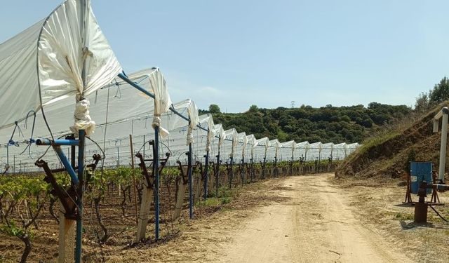 Üzüm bağlarına İtalyan dolu tül sistemi uygulaması başlandı