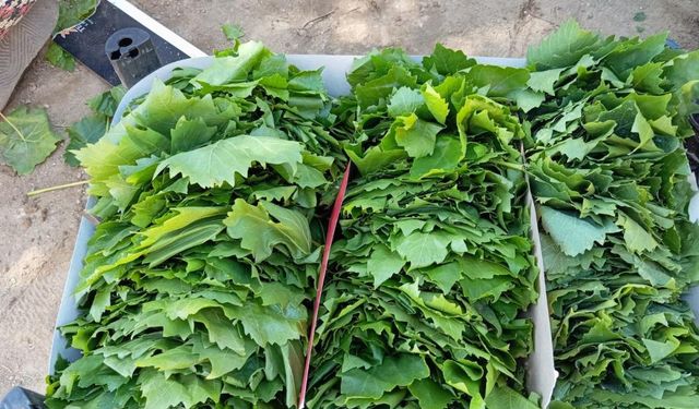 Sarıgöl’de bağ yaprağı sezonu açıldı