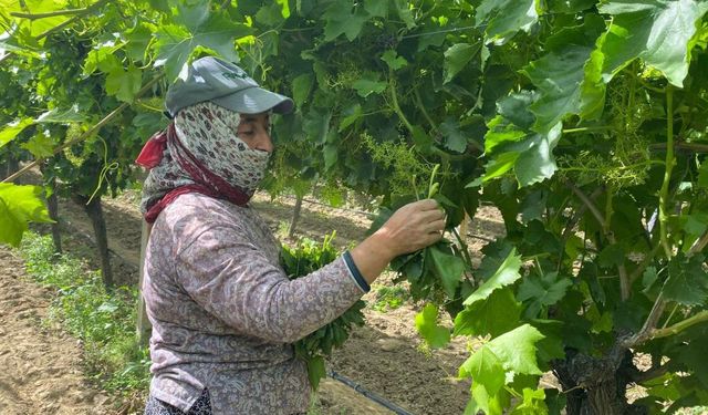 Manisa'da bağ yaprağı hediyelik oldu