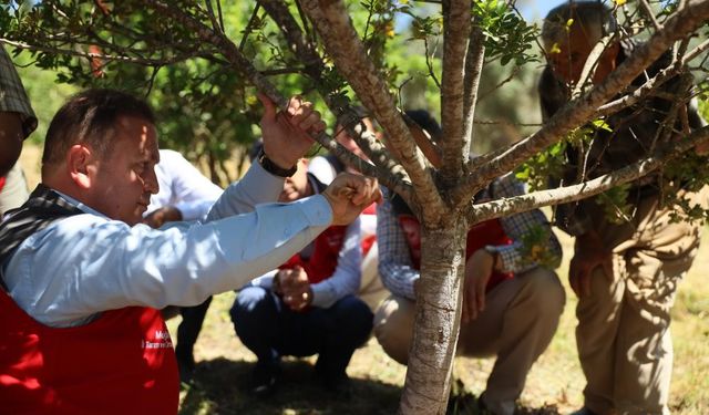 Muğla’da sakız hasadı gerçekleştirildi