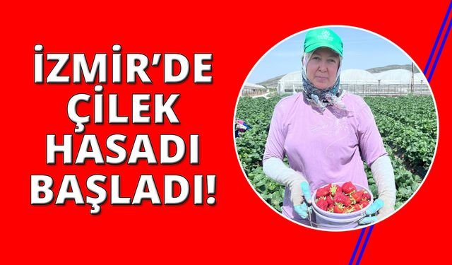 İzmir'de  mis kokulu çilek bahçelerinde hasat heyecanı