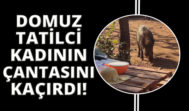Tatilci kadının çantasını yaban domuzları kaçırdı