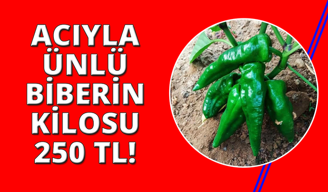 Manisa'da acısıyla ünlü biber 250 TL'den piyasaya çıktı