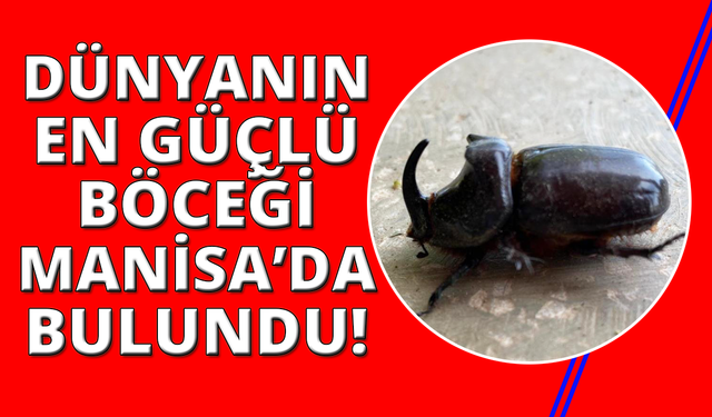Dünyanın en güçlü böceği Manisa’da bulundu