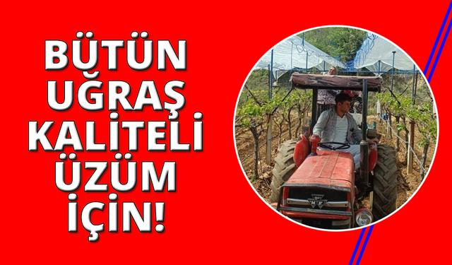 Manisa'da sultaniye üzümünde kalite için zamanla yarışıyorlar