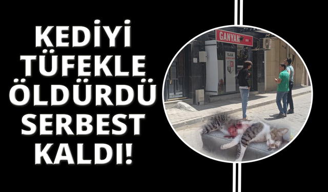 Kediyi pompalı tüfekle vurdu serbest kaldı