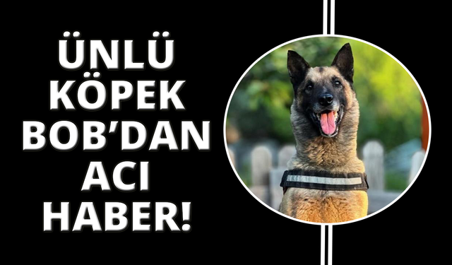 Kahraman köpek 'Bob' öldü