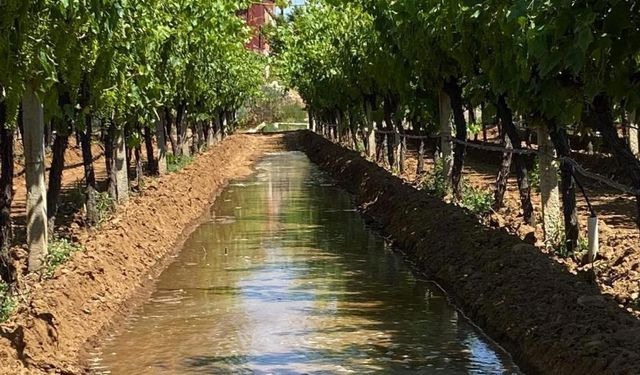 Sarıgöl üzüm bağlarında sulama dönemi başladı