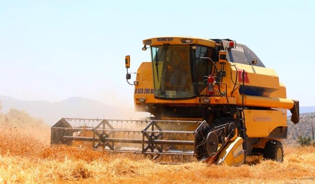 Bodrum'da karakılçık buğdayı hasadı