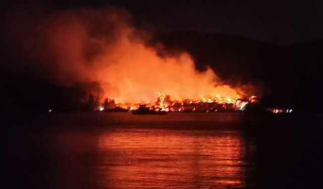 Milas'ta orman yangını