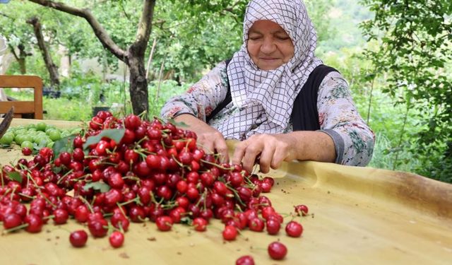 Ege'de zirai don kirazı vurdu!
