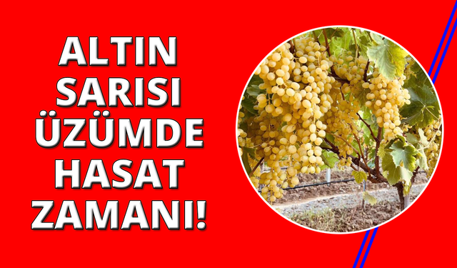 Manisa'da altın sarısı sultaniye üzümün yolculuğu başladı