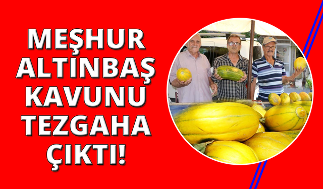 Manisa'da Altınbaş Kavununda hasat başladı