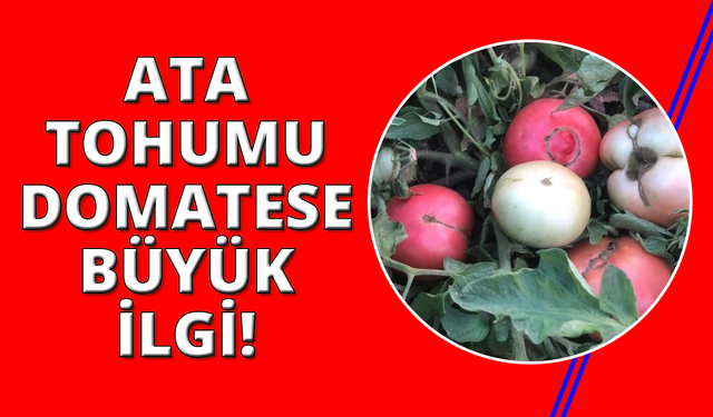 Manisa'da ata tohumlu domateslere yoğun ilgi