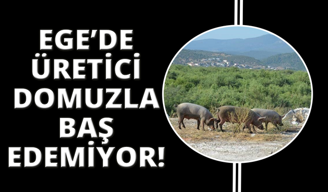 Ege'de domuz sürüleri çiftçiyi bezdirdi