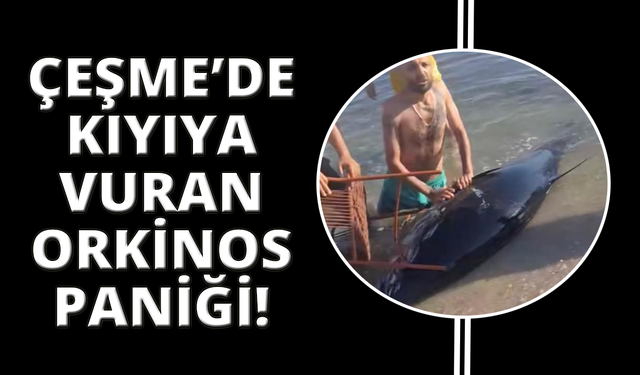 Çeşme açıklarında yarım tonluk orkinoslar kıyıya vurdu