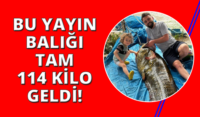 Manisa'da 114 kiloluk yayın balığı yakalandı