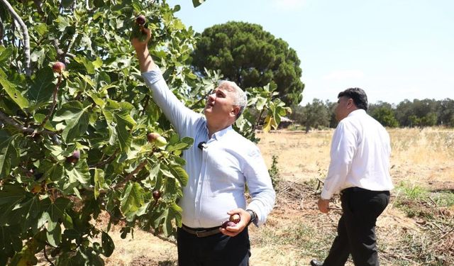 Zeytinlikler arasındaki 'bal'lı lezzet: Havran siyah inciri