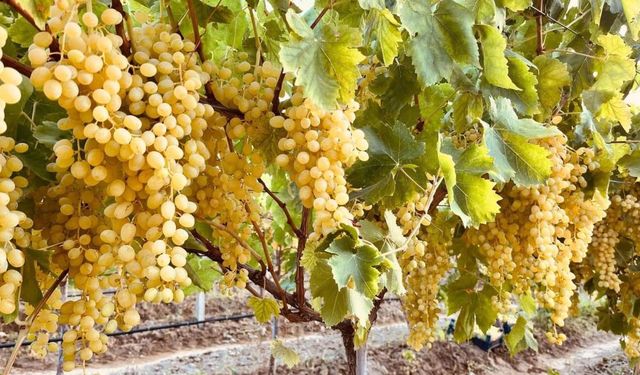 Sarıgöl’ün altın sarısı Sultaniye üzümleri sofralarda