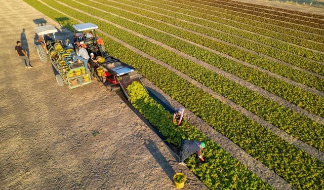 Manisa’da Sultani çekirdeksiz üzümde hasat sezonu buruk başladı
