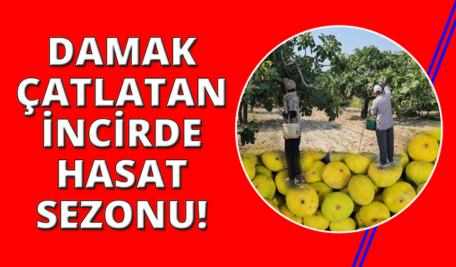 Aydın'ın damak çatlatan lezzeti taze incir, sofralarda yerini aldı