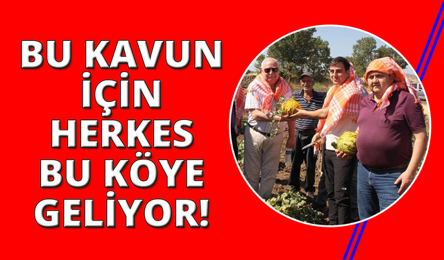 Manisa'da kavun hasadı gerçekleşti