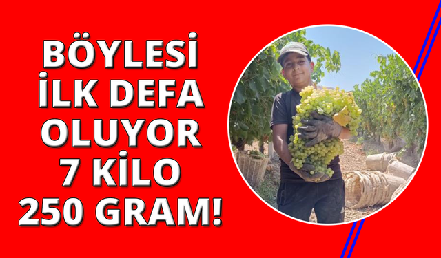 Manisa'da 7 kilo 250 gramlık üzüm salkımı