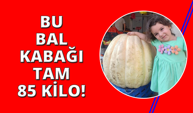 Manisalı çiftçi 85 kiloluk bal kabağı yetirtişti
